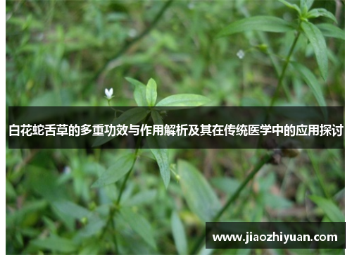 白花蛇舌草的多重功效与作用解析及其在传统医学中的应用探讨